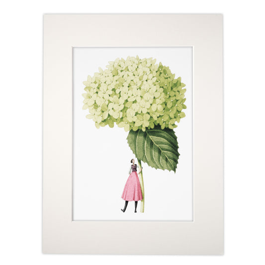 Hydrangea Annabelle In Bloom Mounted Print