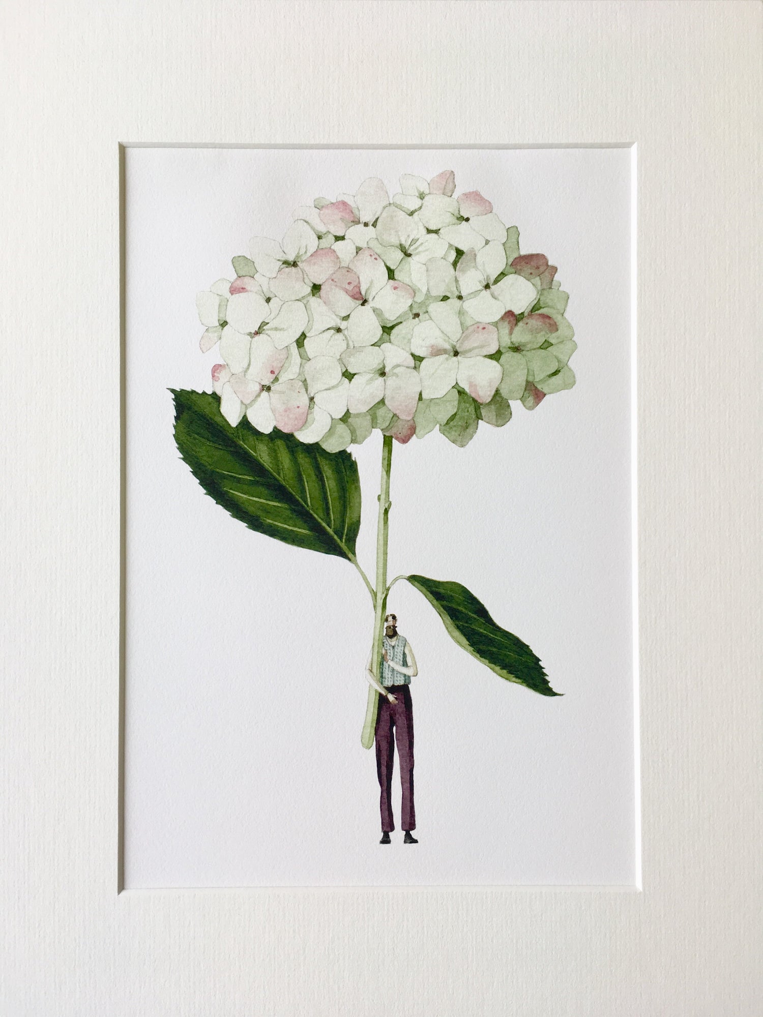giclee print, mounted print, print, hydrangea, illustration, made in england, green flowers, archival paper, art print