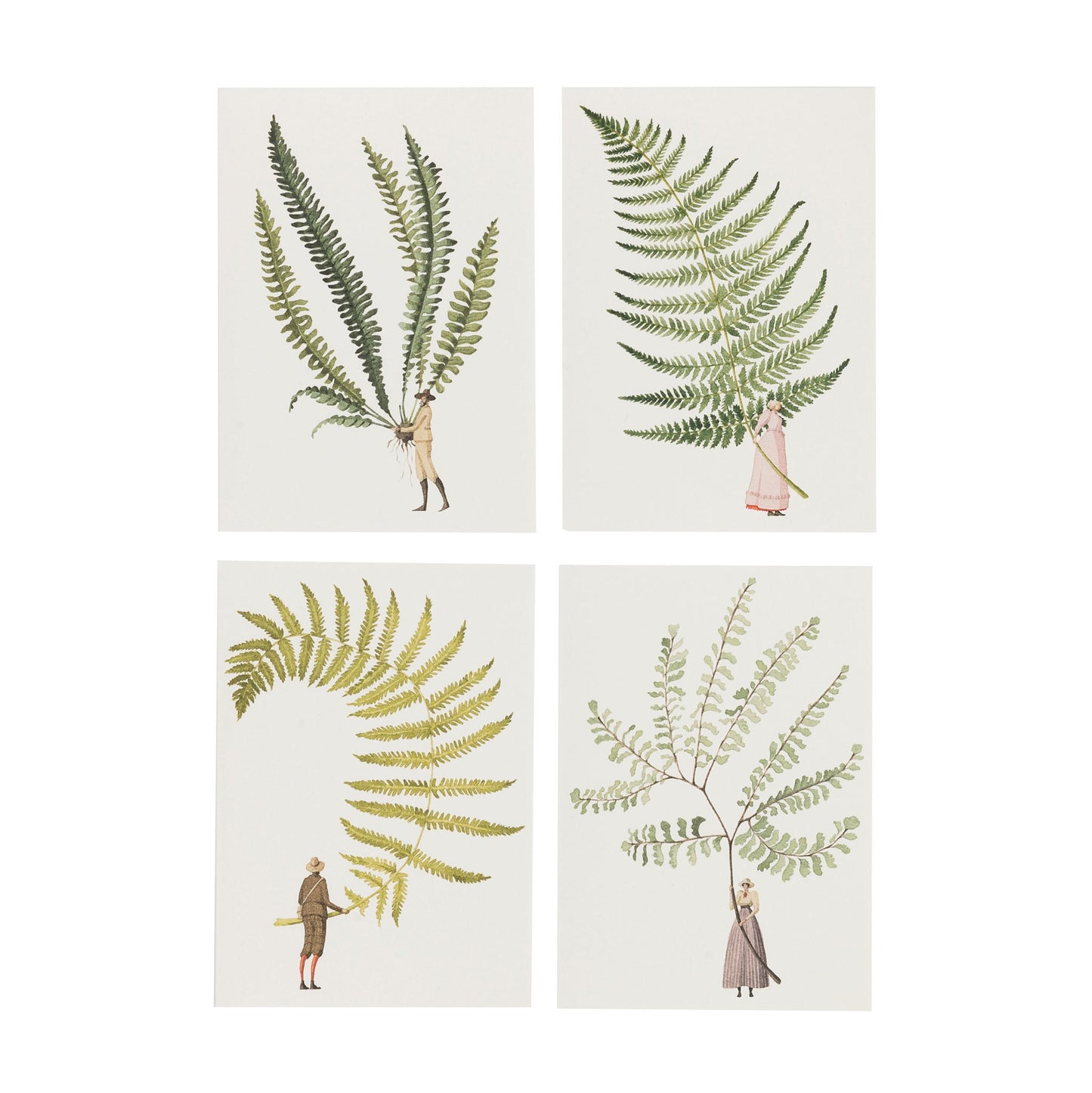 fsc paper, notecards, made in england, illustration, ferns