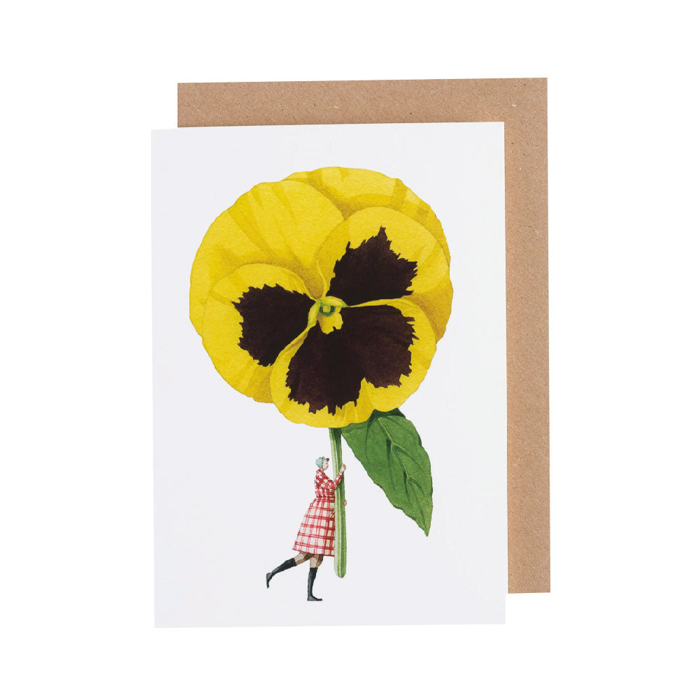 Pansy