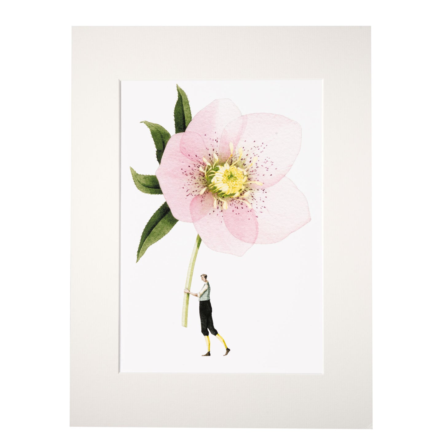 Pink Hellebore "In Bloom" Mounted Print