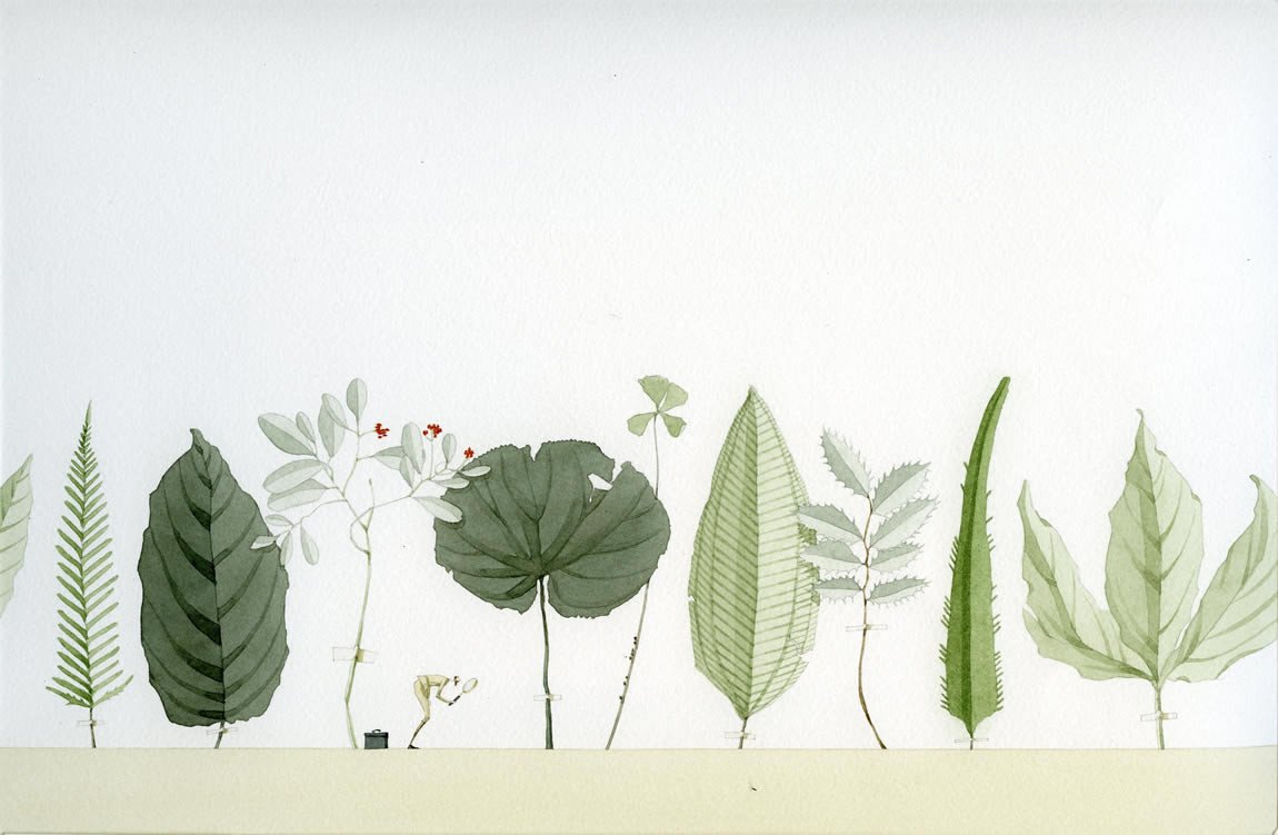 Limited edition "Plant Hunter" mounted print