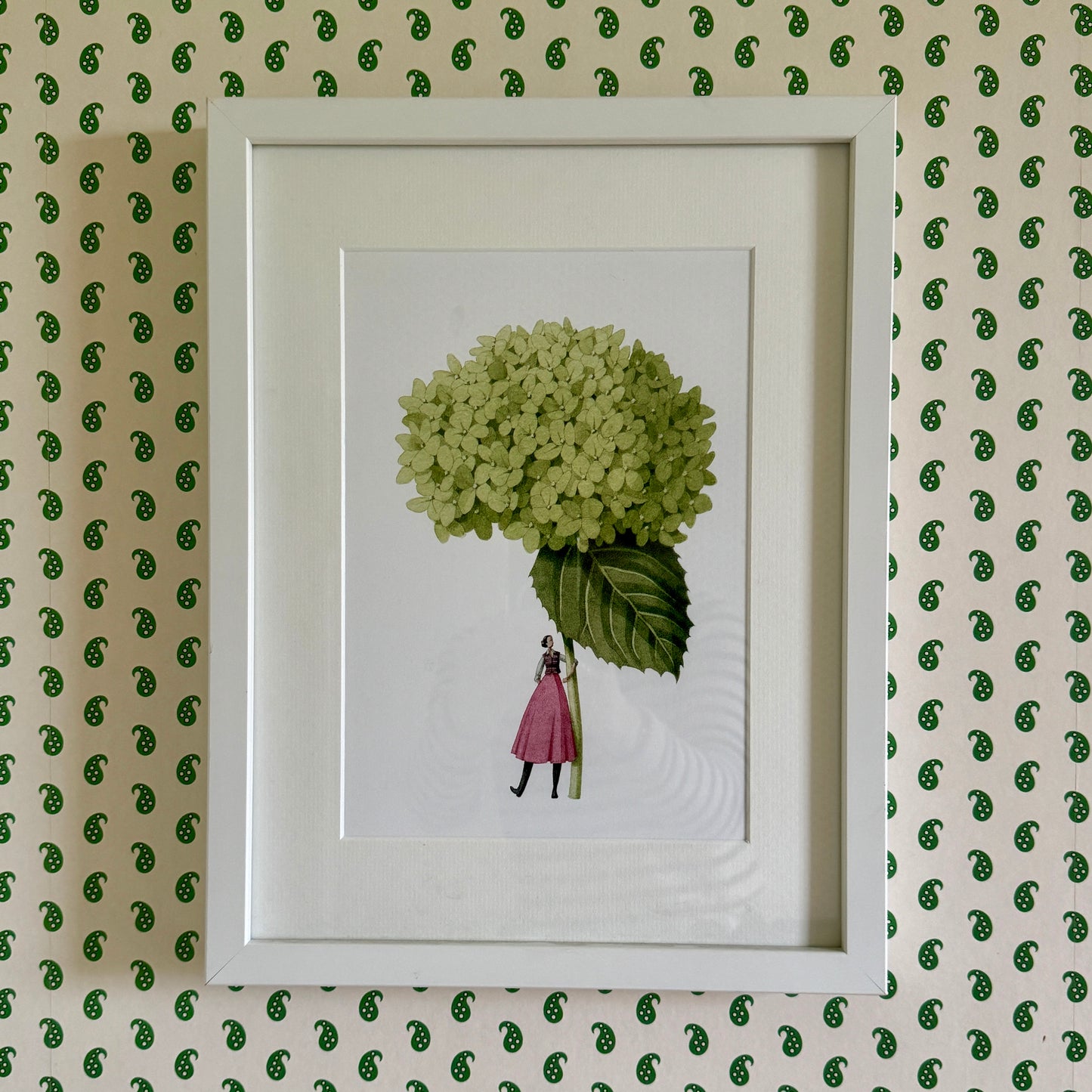 Hydrangea Annabelle In Bloom Mounted Print