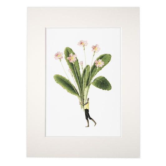 Primrose 'Spring Flowers' mounted print
