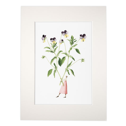 Viola 'Spring Flowers' mounted print
