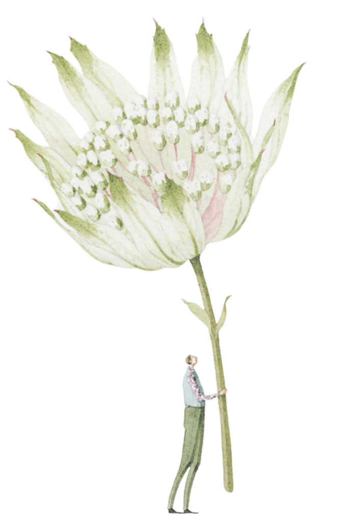 Flower Illustration by Laura