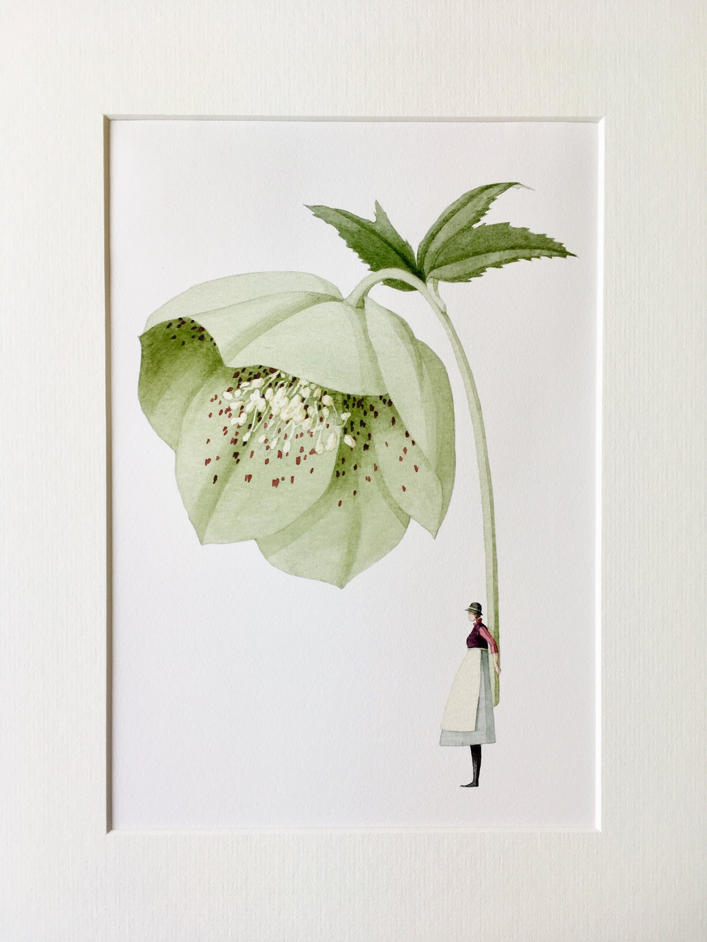 giclee print, mounted print, print, hellebore, illustration, made in england, green flowers, archival paper, art print
