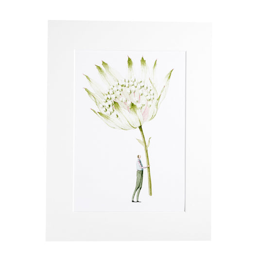 giclee print, mounted print, print, Astrantia, illustration, made in england, green flowers, archival paper, art print