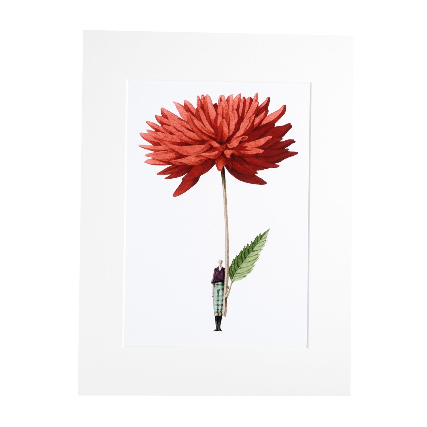 mounted print, print, art print, made in england, archival paper, giclee print, dahlia, illustration, flowers