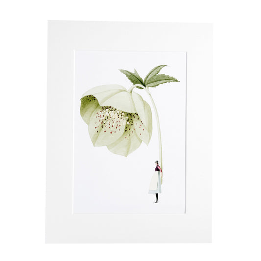 giclee print, mounted print, print, hellebore, illustration, made in england, green flowers, archival paper, art print