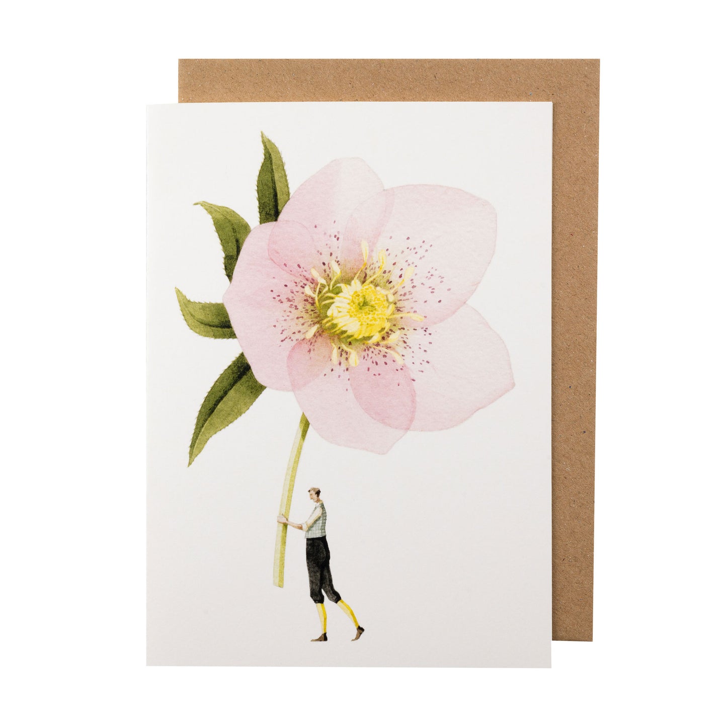 Greetings Card - Pink Hellebore