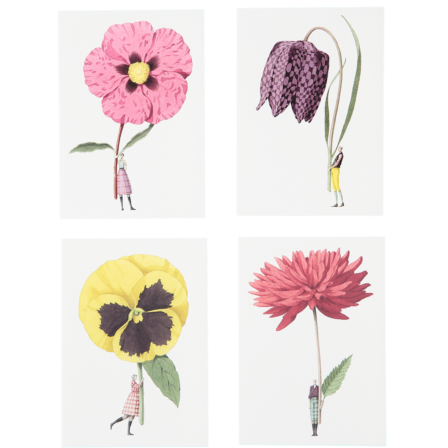 note cards, fsc paper, compostable packaging, flowers, made in England, illustration