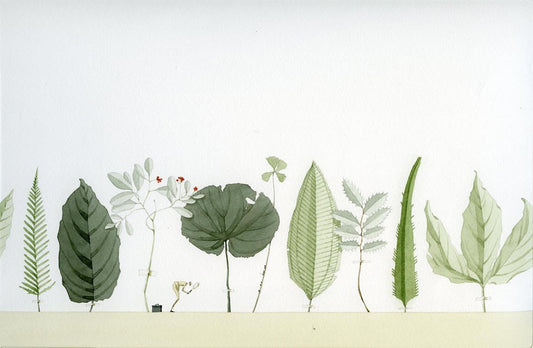 Limited edition "Plant Hunter" mounted print