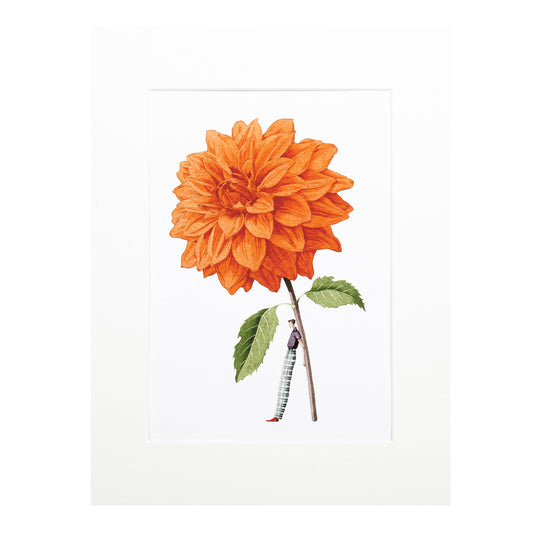 giclee print, mounted print, print, ammi, illustration, made in england, dahlias, archival paper, art print