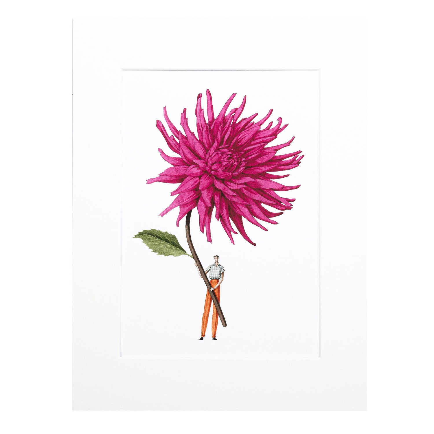 giclee print, mounted print, print, ammi, illustration, made in england, dahlias, archival paper, art print